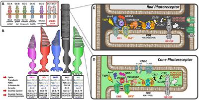 Evolution of visual guanylyl cyclases and their activating proteins with respect to clade and species-specific visual system adaptation